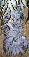 Unknown or Legendary Lapis Mountain Indica - photo made by mojavegreen