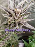 Picture from happytreesyyc (Reeze McFlurry)