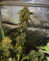 Pic for Sour Diesel (Unknown or Legendary)