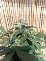 Picture from ElmoUnleashed (Auto Sour Fruit Dwarf)