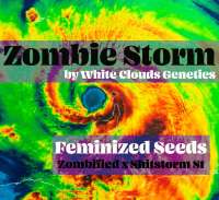 White Clouds Genetics Zombie Storm - photo made by WhiteCloudsDan