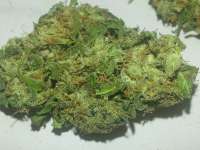 Picture from KushIsGood [Afghan Kush]