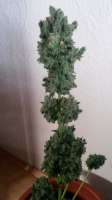 Picture from SirSuperSkunk (Super Skunk Automatic)