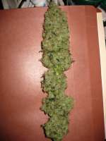 Picture from someguy15 (Afgan Kush)