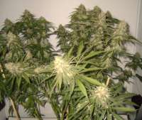 Picture from roosley [Afgan Kush Special]