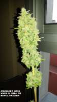 Picture from admin (Afgan Kush x Skunk)