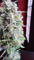 Picture from admin (Afgan Kush x Skunk)