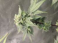 Pic for BlueMintZ (Sin City Seeds)