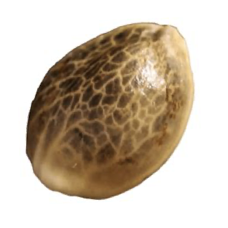 Saltseeder's image