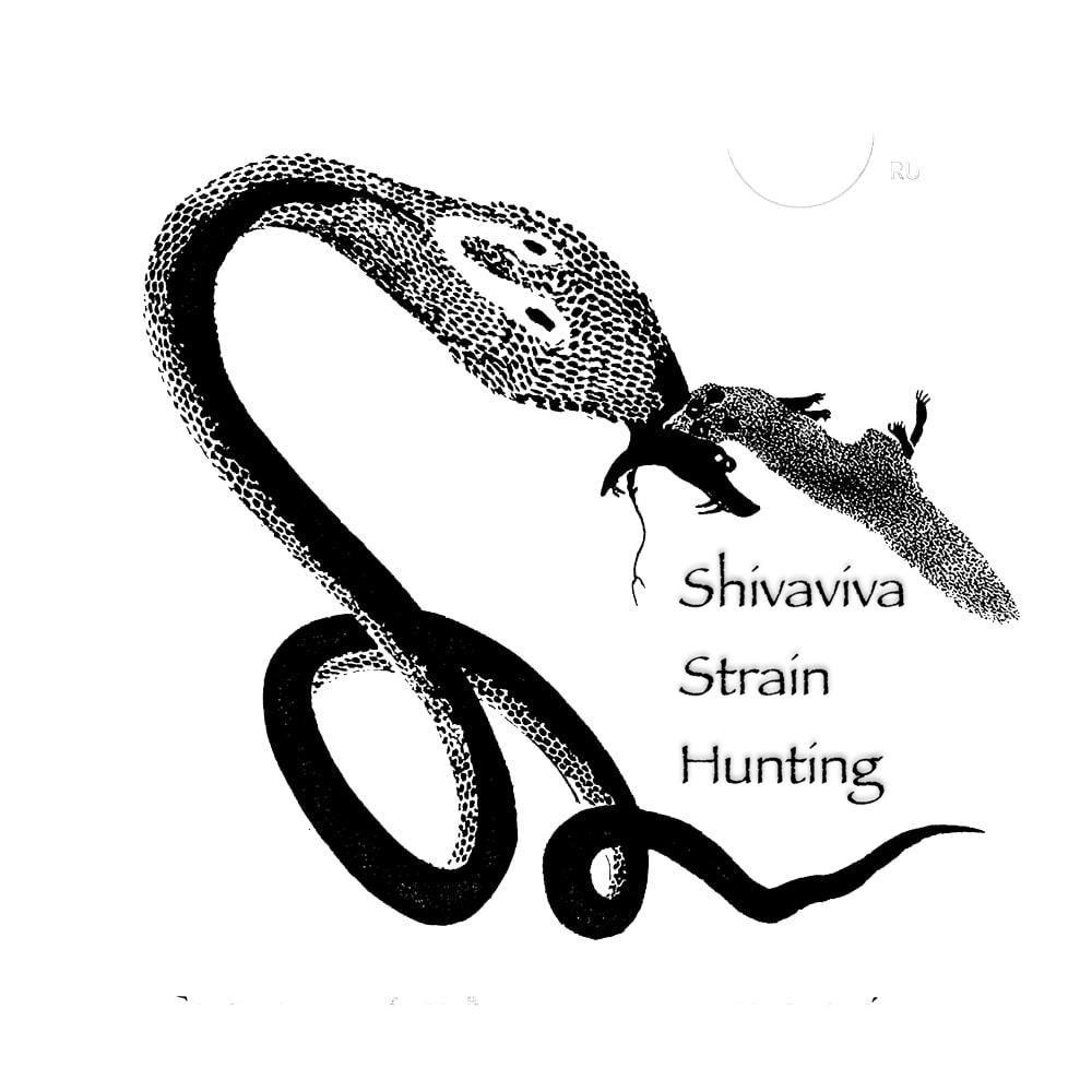 Shivaviva's image