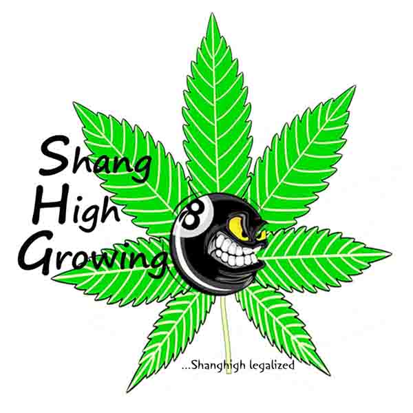Shang High Growing's image