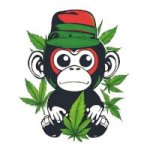 Auto Monkey's image