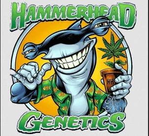 An image of Banana Hammer