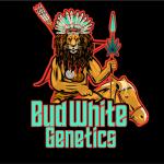 Bud White Genetics's image