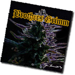 An image of Purple Urkle 99 x Rosetta Stone