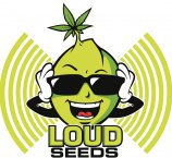 An image of Sour Headband