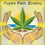 An image of Dr Bubba Kush