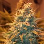 An image of Mastodon Haze
