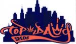 An image of Stardawg 91