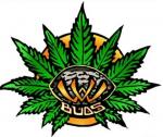 An image of Banana Bend Skunk