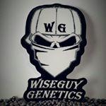 Wiseguy Genetics's image