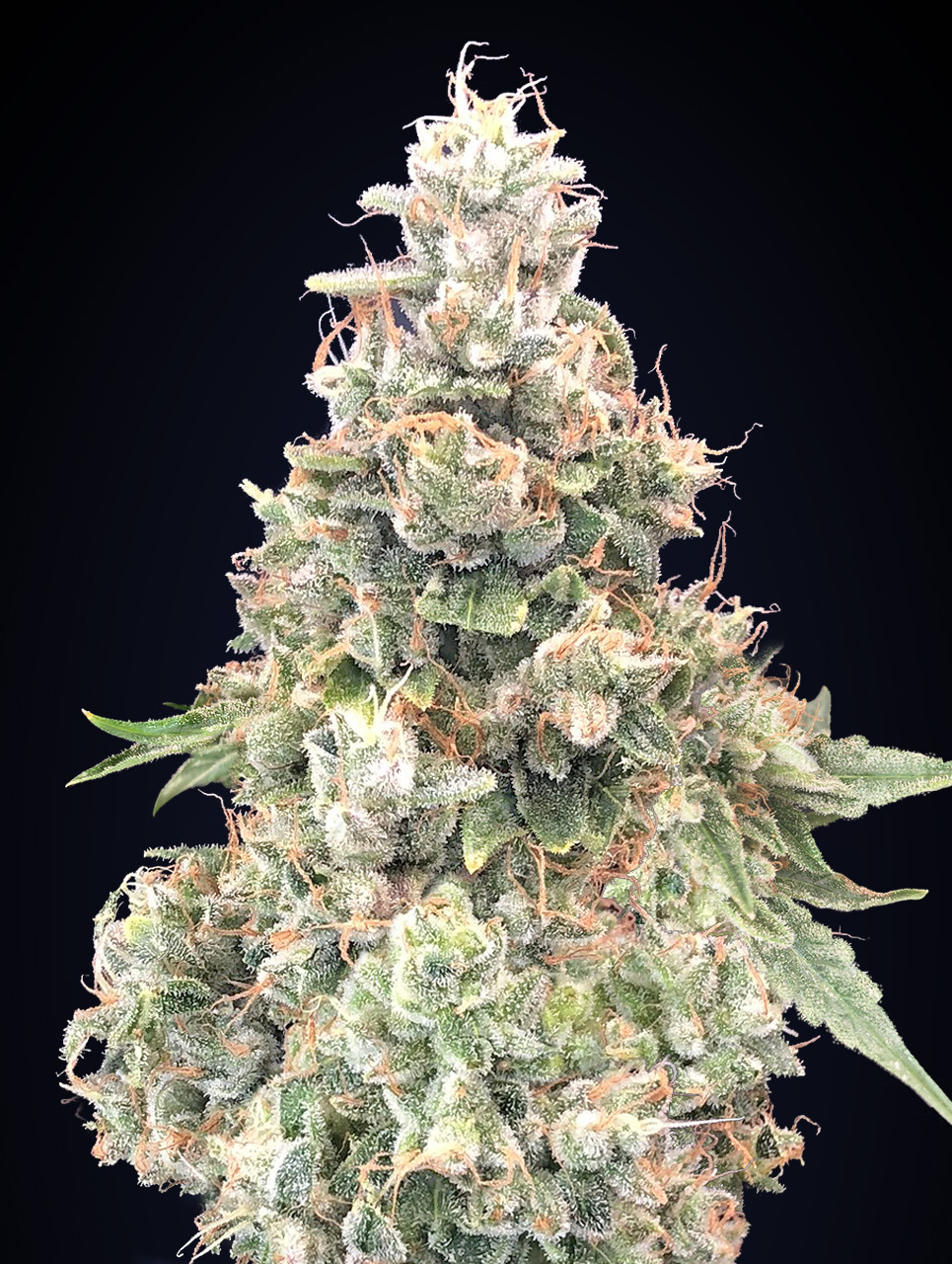 Foto de la variedad Afgani #1 Kal X