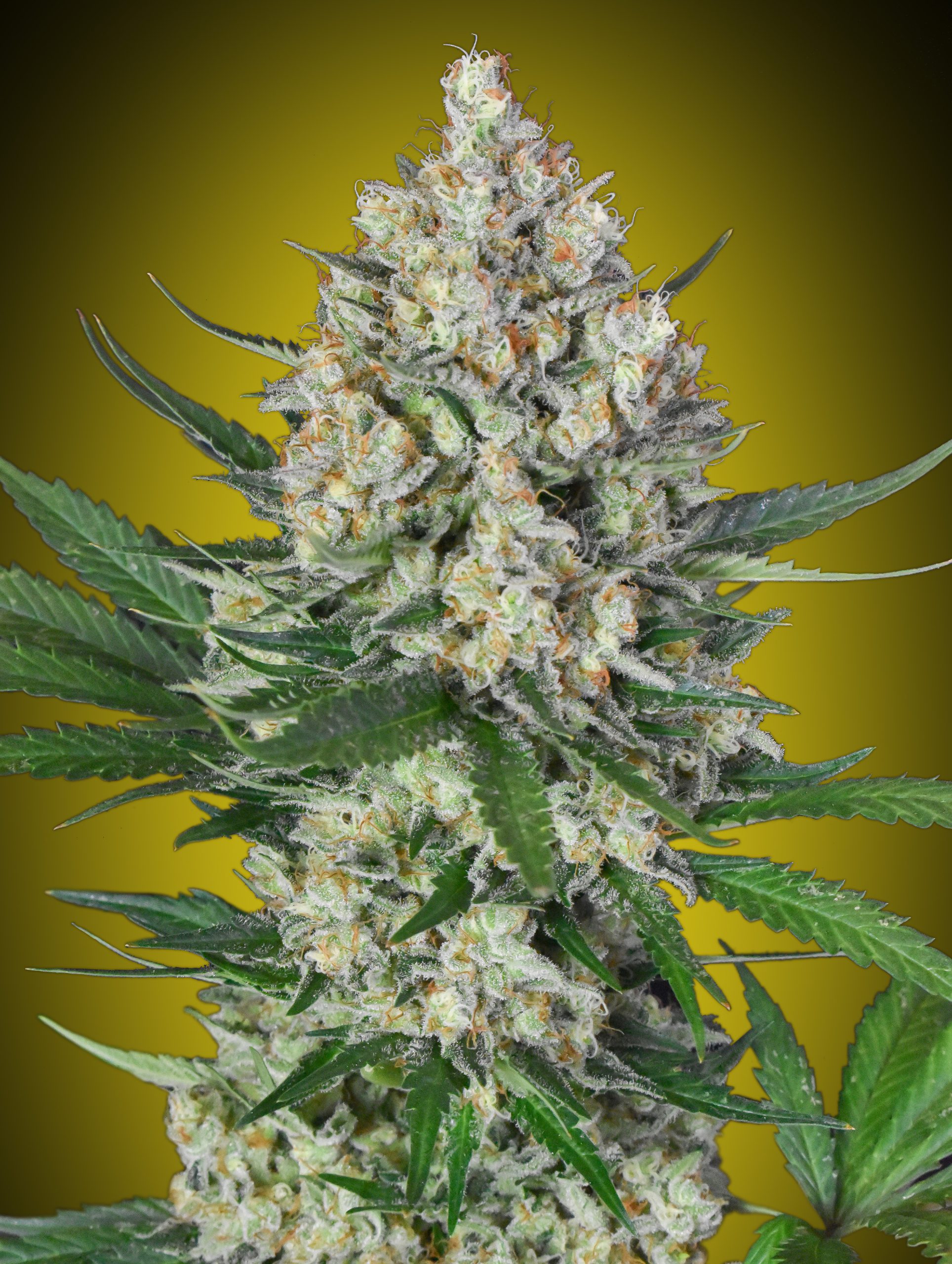 Lemon OG: strain page photo, credit seedfinder.eu, copyright status shown with credit copyright unverified