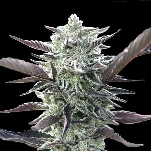 Oreoz: strain page photo, credit seedfinder.eu, copyright status shown with credit copyright unverified