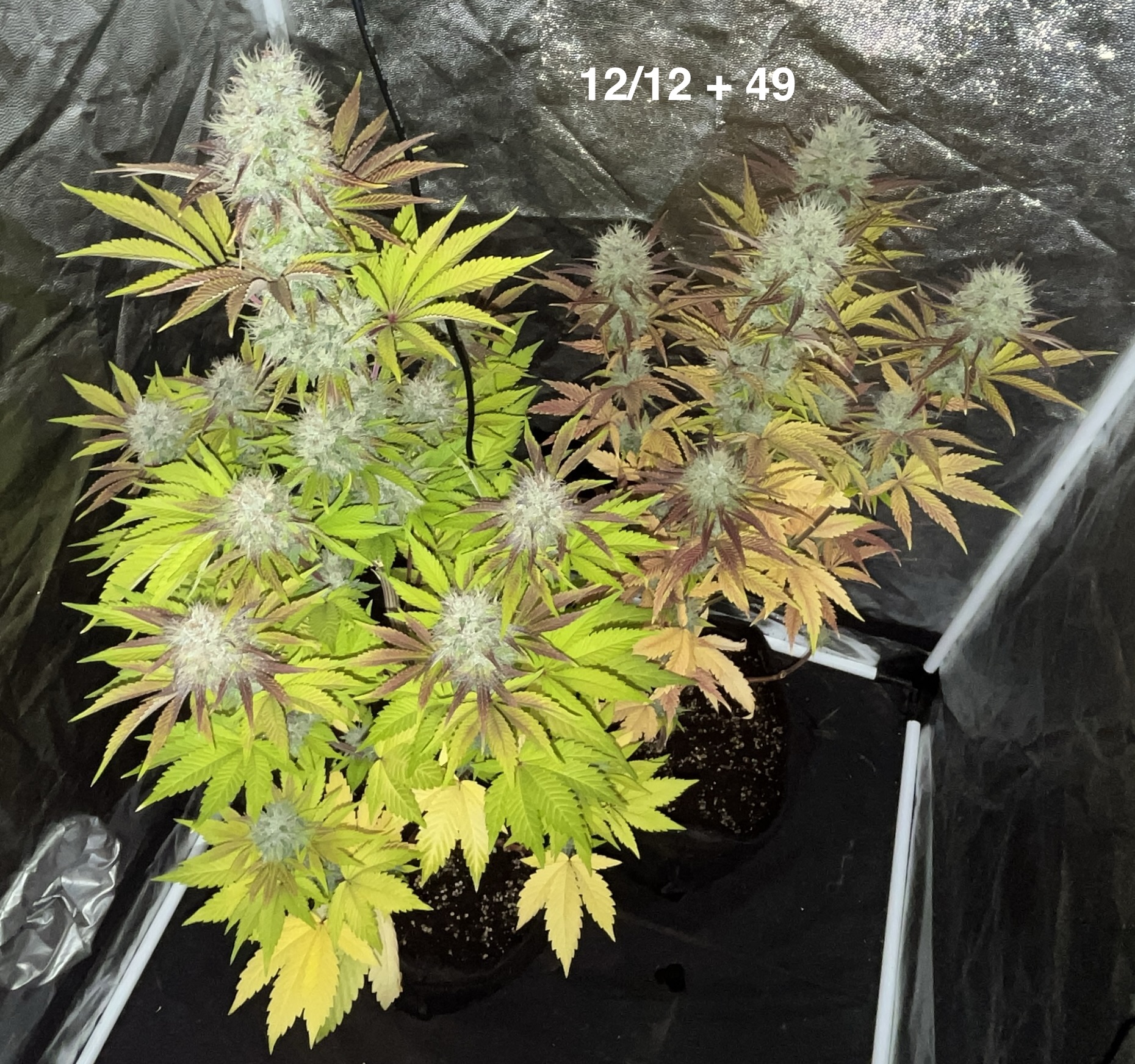 Mimosa (00 Seeds Bank) :: Cannabis Strain Info :: SeedFinder.eu