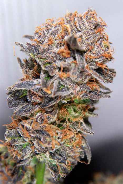 Querkle: strain page photo, credit seedfinder.eu, copyright status shown with credit copyright unverified