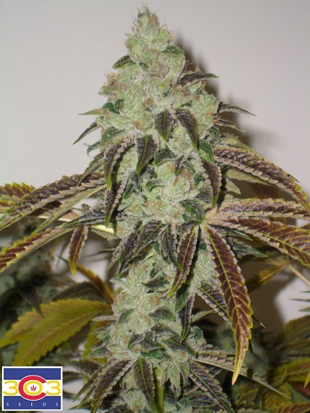 Aspen OG flowering cannabis, as labeled by the cited photo source