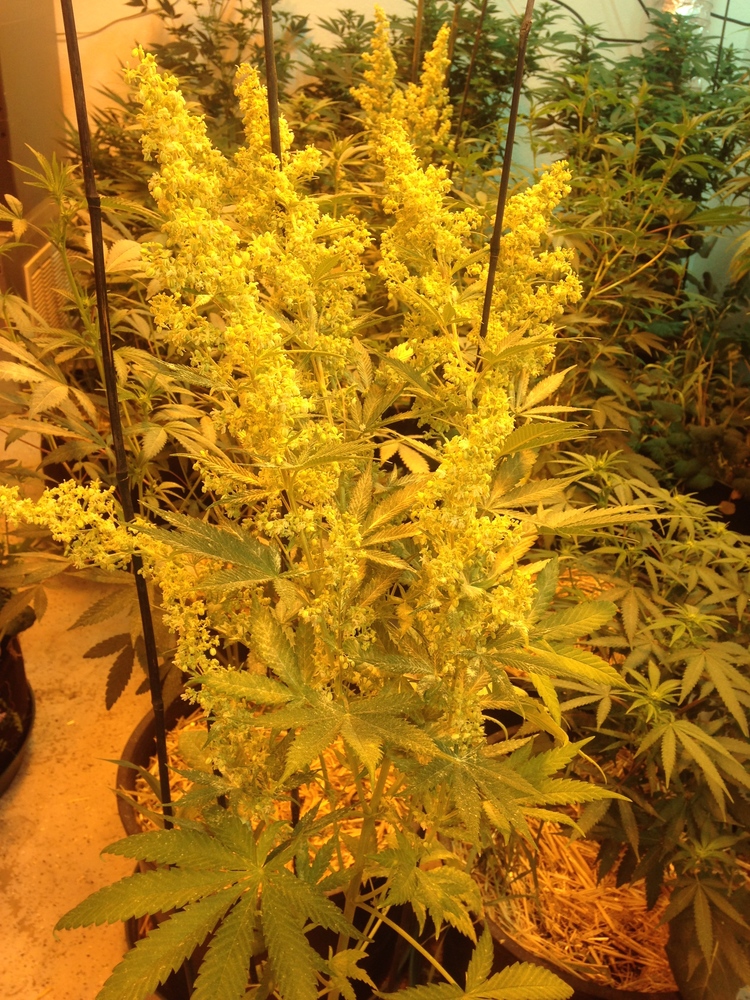 Monster Cookies: strain page photo, credit seedfinder.eu, copyright status shown with credit copyright unverified