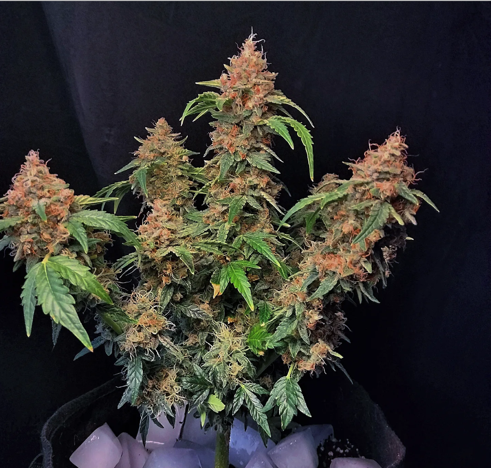 Cake Pops Auto archive 0