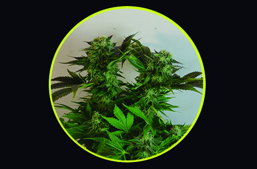 Strawberry: strain page photo, credit seedfinder.eu, copyright status shown with credit copyright unverified