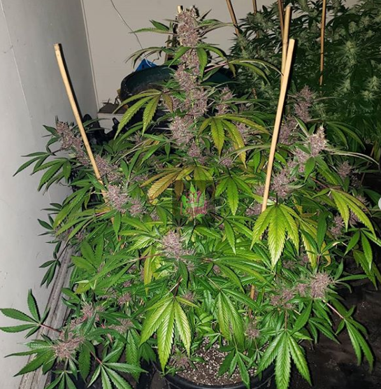 insecticidal soap Insecticidal Soap  Blossom + Branch Houseplants