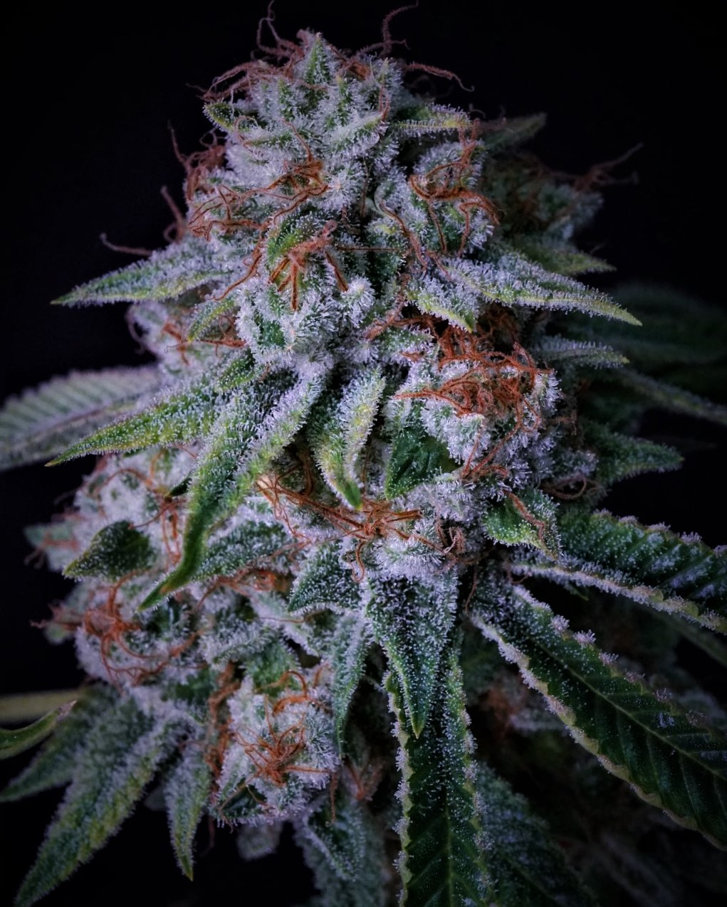 Palestinian Princess