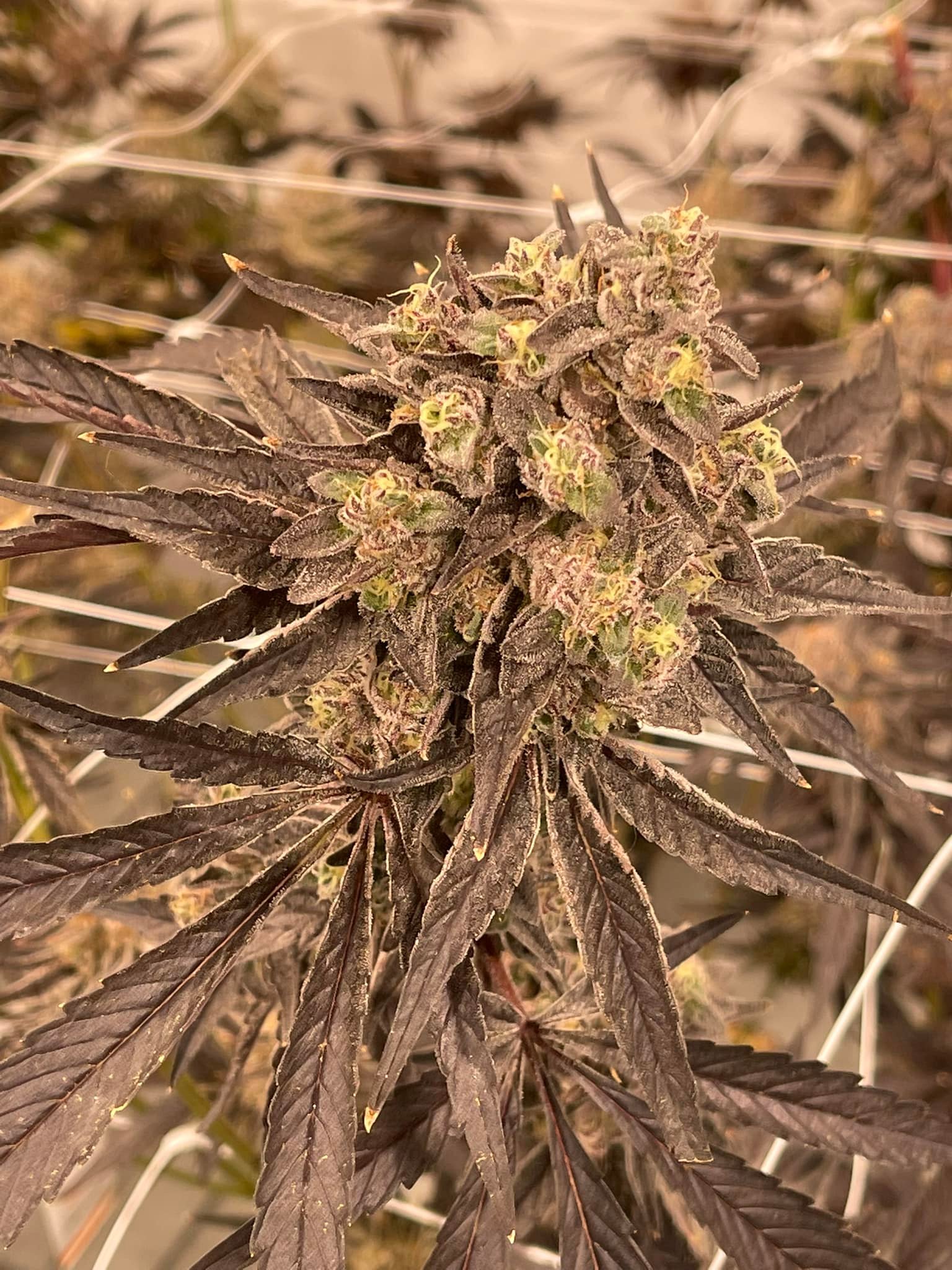 Trophy Wife: strain page photo, credit seedfinder.eu, copyright status shown with credit copyright unverified