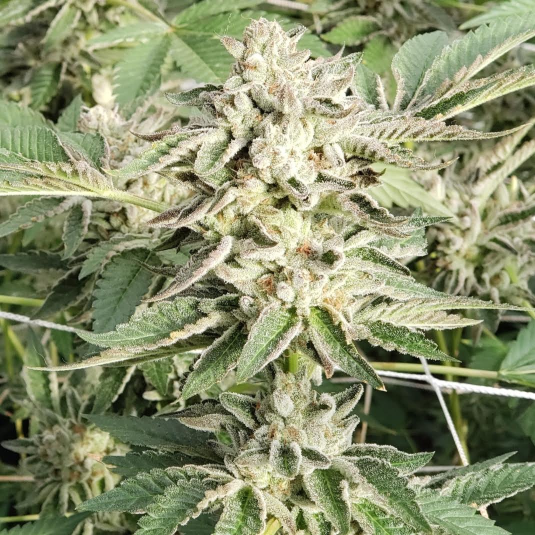 Haole Girl archive 0