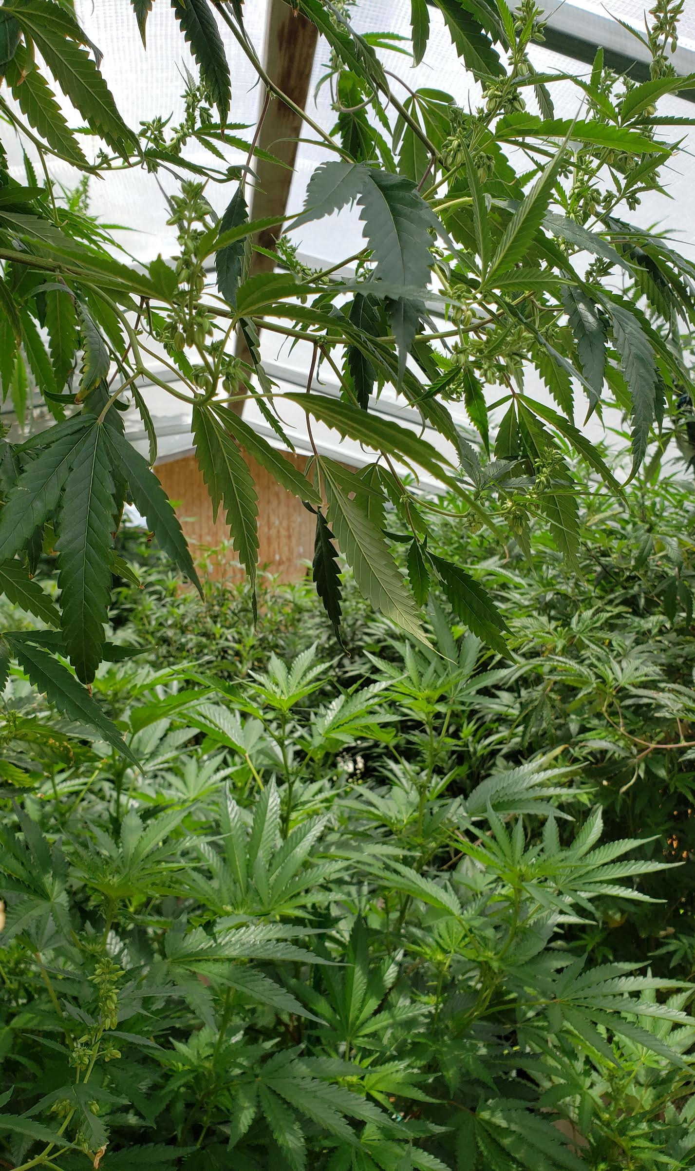 Sugar Titz flowering cannabis, as labeled by the cited photo source