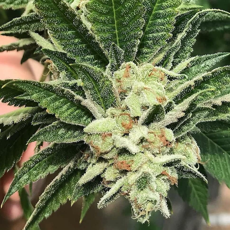 Cherry Gasoline flowering cannabis, as labeled by the cited photo source