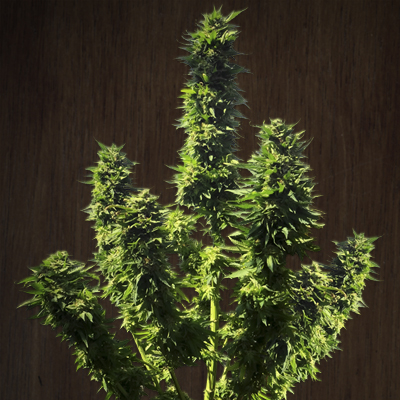 Fatty Bubba archive 0