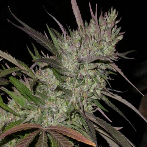 Pakistan Chitral Kush