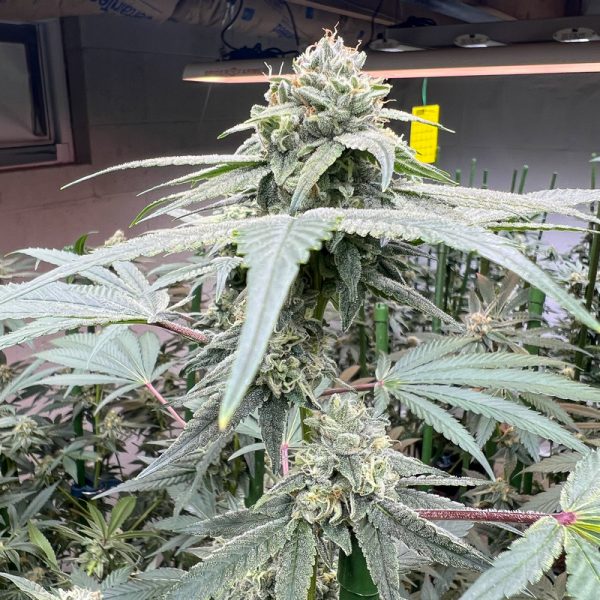 Studio 54 (ADKGrass) :: Cannabis Strain Info :: SeedFinder.eu
