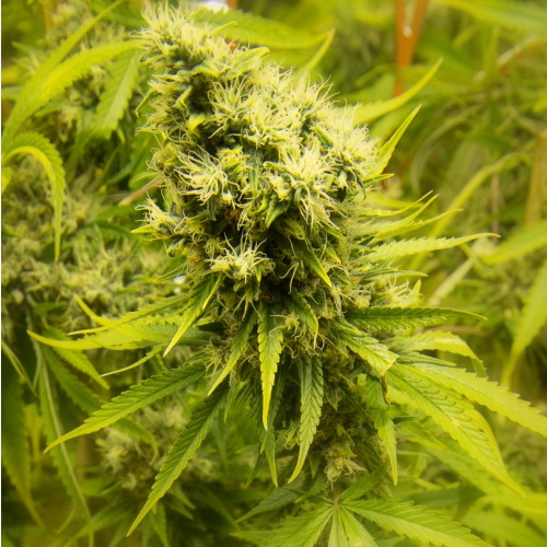 Silver Haze: strain page photo, credit seedfinder.eu, copyright status shown with credit copyright unverified