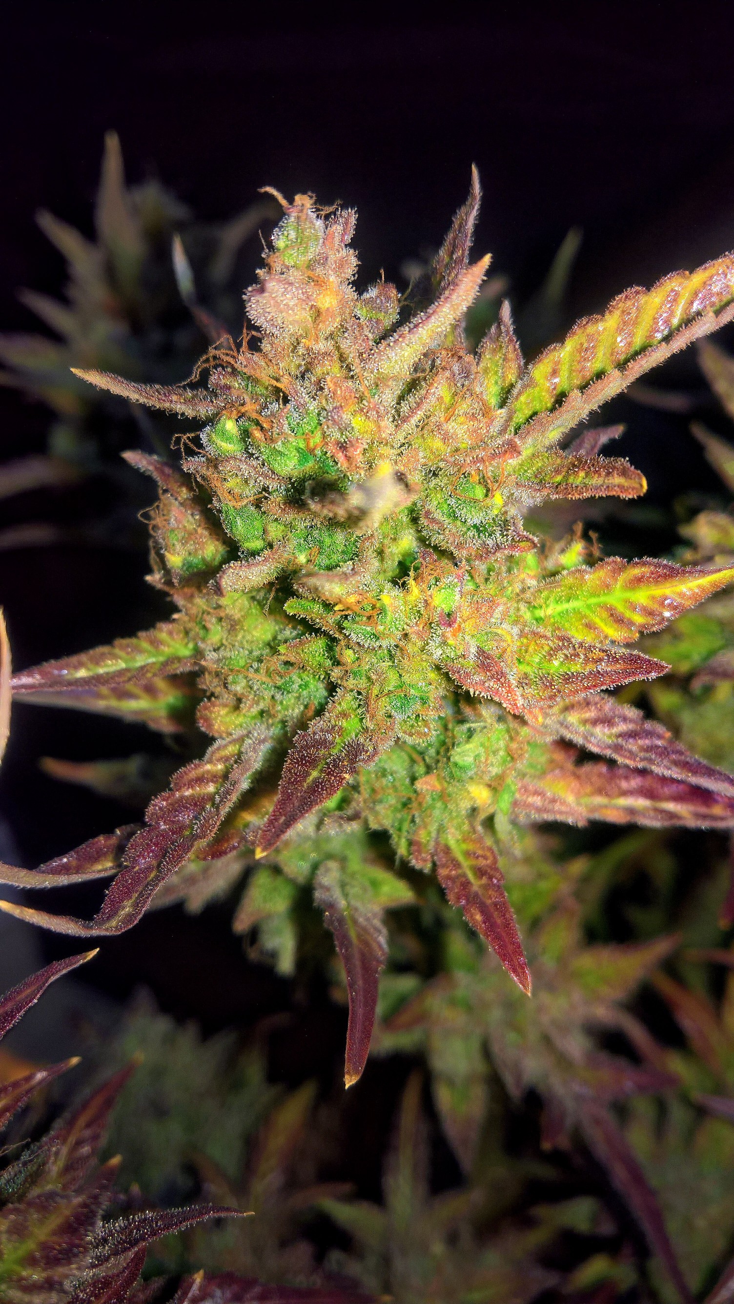 Auto Bloody Girl archive 0