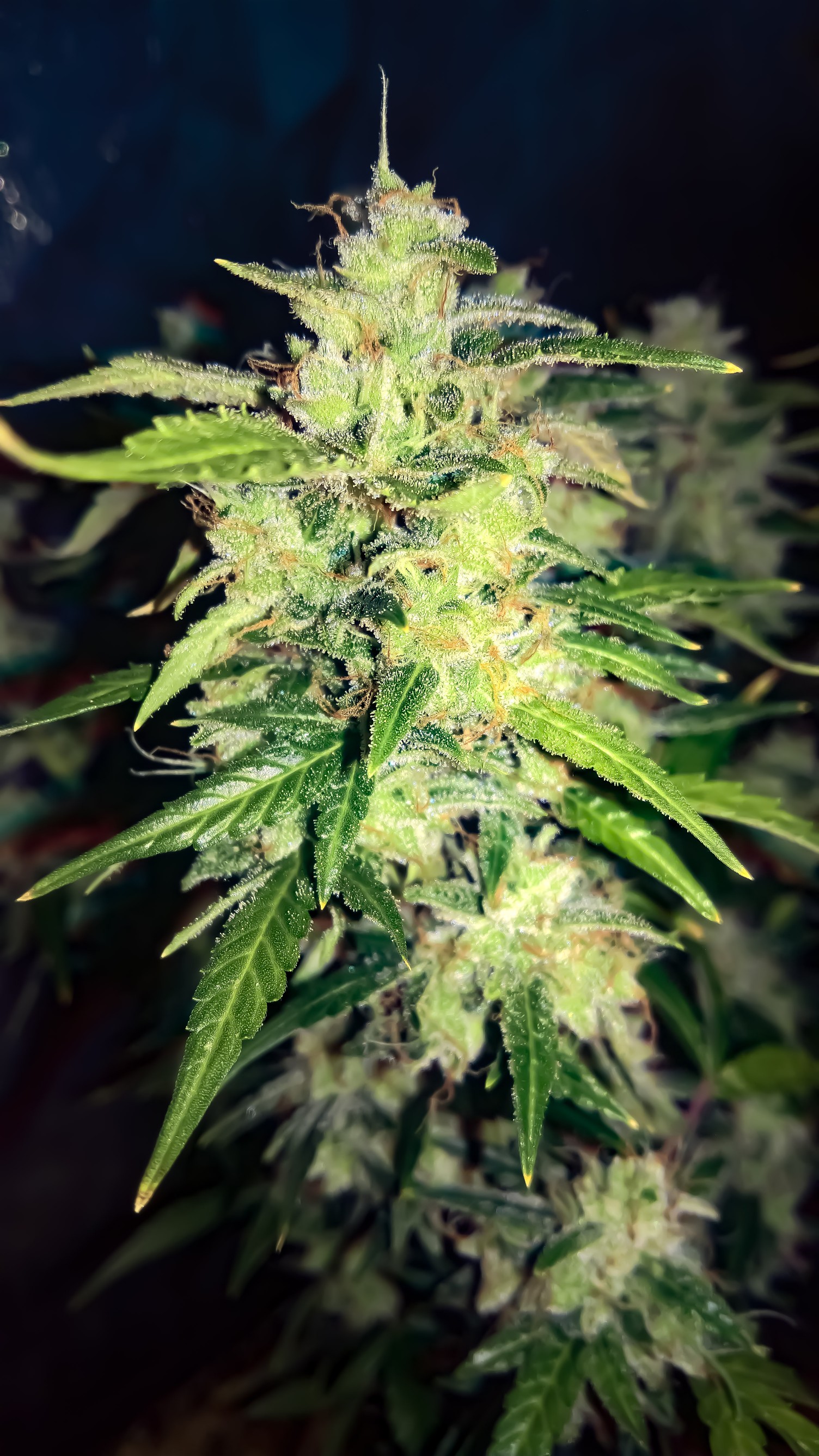 Auto Sour Caramel archive 0