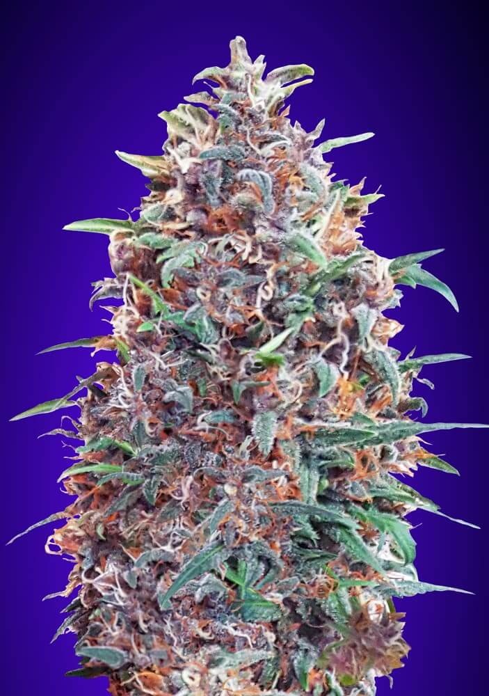 Auto Purple Diesel