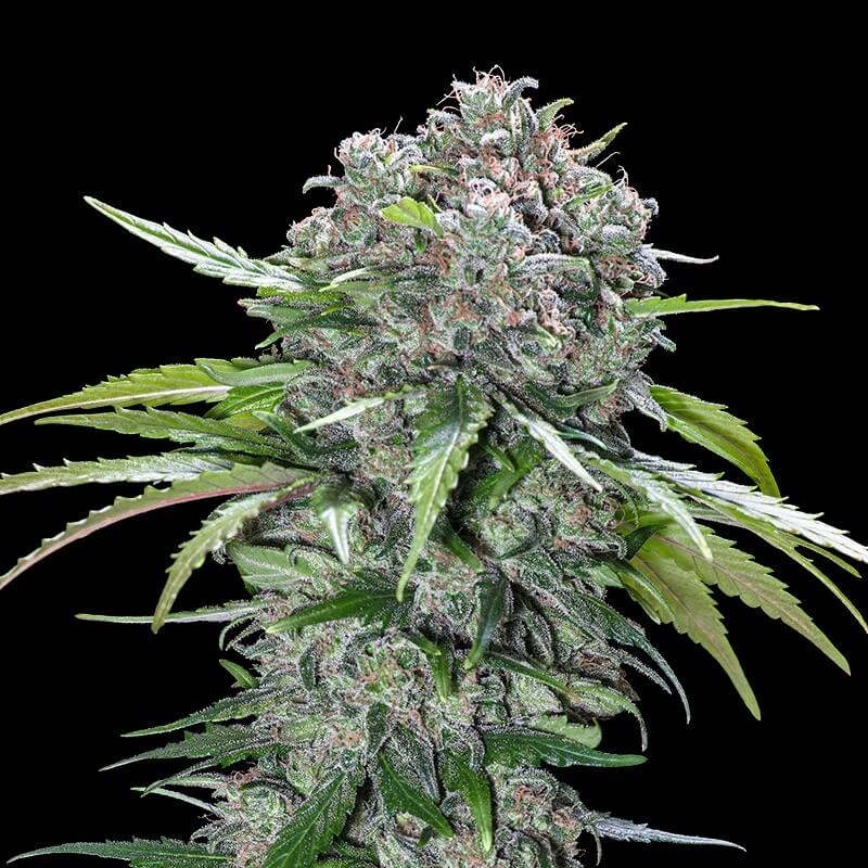 San Bacio Burger archive 0