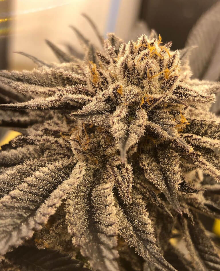 Sorbetto flowering cannabis, as labeled by the cited photo source