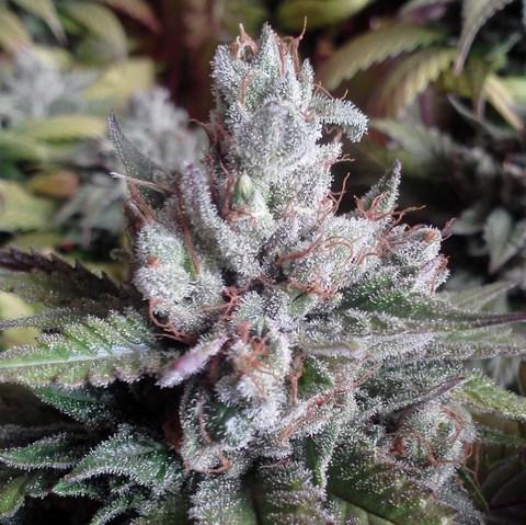 Alien OG Kush (Aficionado Seed Bank) :: Cannabis Strain Info ::  SeedFinder.eu